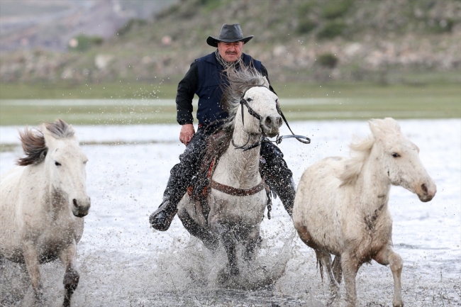 Yılkı atlarını fotoğraflamak için Türkiye’nin dört bir yanından geliyorlar
